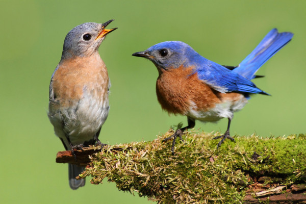 Bluebird Poetry